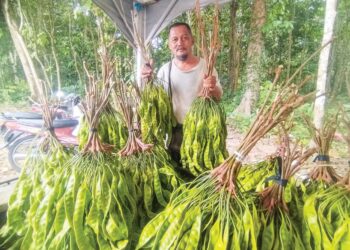 WAN Noor Ajman Wan Setapa menunjukkan petai yang dijual di gerainya di Kampung Bekok, Hulu Besut, Terengganu. - UTUSAN/WAN ZURATIKAH IFFAH WAN ZULKIFLI