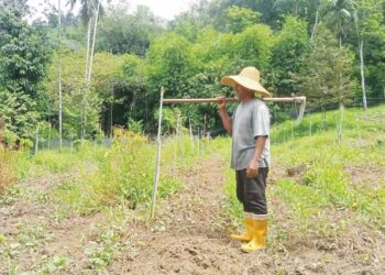 RAZALI Ayeh melihat kebun ubinya yang dirosakkan babi di Kampung Redip, Pos Hau, Gua Musang, Kelantan. – UTUSAN/AIMUNI TUAN LAH