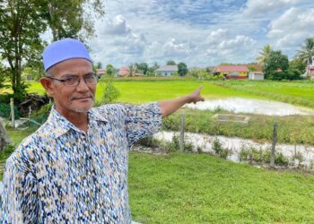 MUHAMAD Shafie menunjukkan bendangnya bertukar menjadi putih akibat tumpahan susu getah susulan kemalangan di Lebuhraya PLUS, Hutan Kampung di Alor Setar.