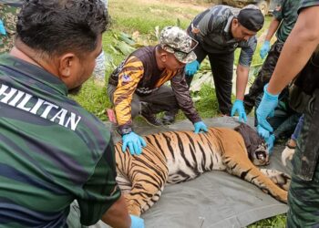 HARIMAU belang yang masuk perangkap dipasang Perhilitan di Jalong, Sungai Siput hari ini. - UTUSAN