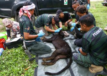HARIMAU kumbang yang ditangkap Perhilitan di Ladang Jalong dekat Sungai Siput semalam. - UTUSAN/MUHAMAD NAZREEN SYAH MUSTHAFA