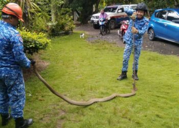 TEDUNG selar sepanjang empat meter dengan berat kira-kira 35kg berjaya ditangkap anggota APM Daerah Baling di Kampung Asam Jawa, Baling.
