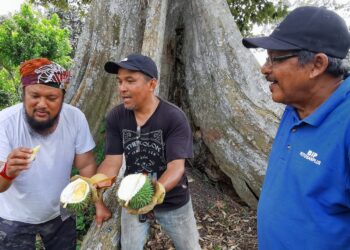 MOHD. Zahari Ali (kanan), Tuan Adnan (kiri) dan rakan mereka, Zulkefli Mohammad menikmati isi buah durian Bunga merah yang terdapat di Kampung Kapal, Ulu Beranang, Lenggeng, Seremban.-UTUSAN/MOHD. SHAHJEHAN MAAMIN.