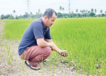 MUSLAN Napiah menunjukkan keadaan padi yang baru ditanam di sawah yang tiada air di Parit Haji Ali 
di Bagan Serai. –  UTUSAN/WAT KAMAL ABAS