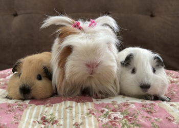GUINEA pig daripada baka berbeza.