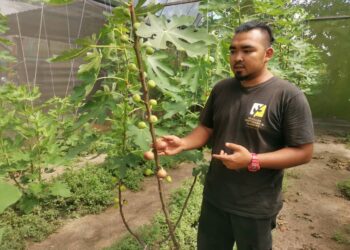 SHAHRUL Hafizi Ramle menunjukkan buah tin yang sudah masak 
di ladangnya di Slim River dekat Tanjung Malim. – UTUSAN/AIN SAFRE BIDIN