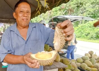 ZULKIFLI Sulaiman menunjukkan buah durian Peti yang rasanya seenak Musang King di gerainya di Gopeng. – UTUSAN/MEGAT LUTFI MEGAT RAHIM