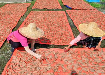 Keropok yang dijemur di tengah panas dikatakan lebih  berkualiti, rasa isi ikannya lebih manis, sedap dan baunya tidak hapak. - GAMBAR HIASAN