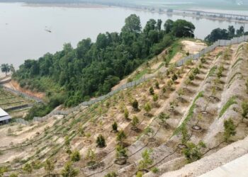 Kawasan teres bertingkat yang ditanam durian duri hitam di Bukit Merah di Bagan Serai. - UTUSAN/WAT KAMAL ABAS