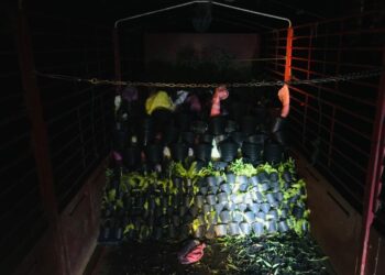 SEBAHAGIAN daripada anak pokok yang rampas oleh ATM dalam serbuan di sempadan Malaysia-Thailand di Tanah Merah, Kelantan.