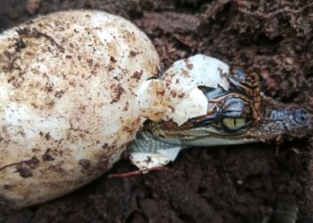 BUAYA Siam menetas dari telur.- AGENSI