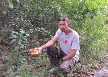 FAZIL Bidin menunjukkan buah cempedak yang dirosakkan monyet di Kampung Padang Ubi, Labu Besar, Kulim, Kedah.