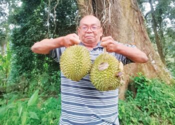 ANUAR Arifin menunjukkan durian dari pokok yang dikatakan berusia  200 tahun di Kampung Sahom, Kampar, Perak.