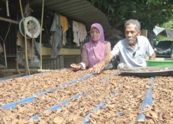 YUSOF Mat Tahir dan isteri, Halimah Deraman menunjukkan ubi gegeli yang dijemur di halaman rumah mereka di Kampung Kuala Dura, Hulu Terengganu, semalam. – UTUSAN/NOOR HAYATI MAMAT