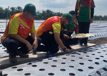 TENGKU Amir Shah berkenan menyemai benih bawang ros merah ketika di Kampung Sungai Kelambu, Kuala Langat, Selangor, semalam. - UTUSAN/ABDUL RAZAK IDRIS