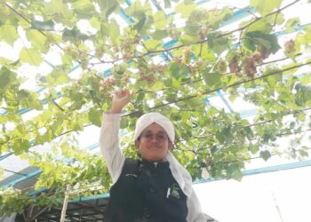 MUHAMMAD Abdullah menunjukkan buah  anggur yang ditanam di Madrasah Darul Zahraa Wal Tahfizil Quran, Kampung Dura, Hulu Terengganu. – UTUSAN/PUQTRA HAIRRY ROSLI