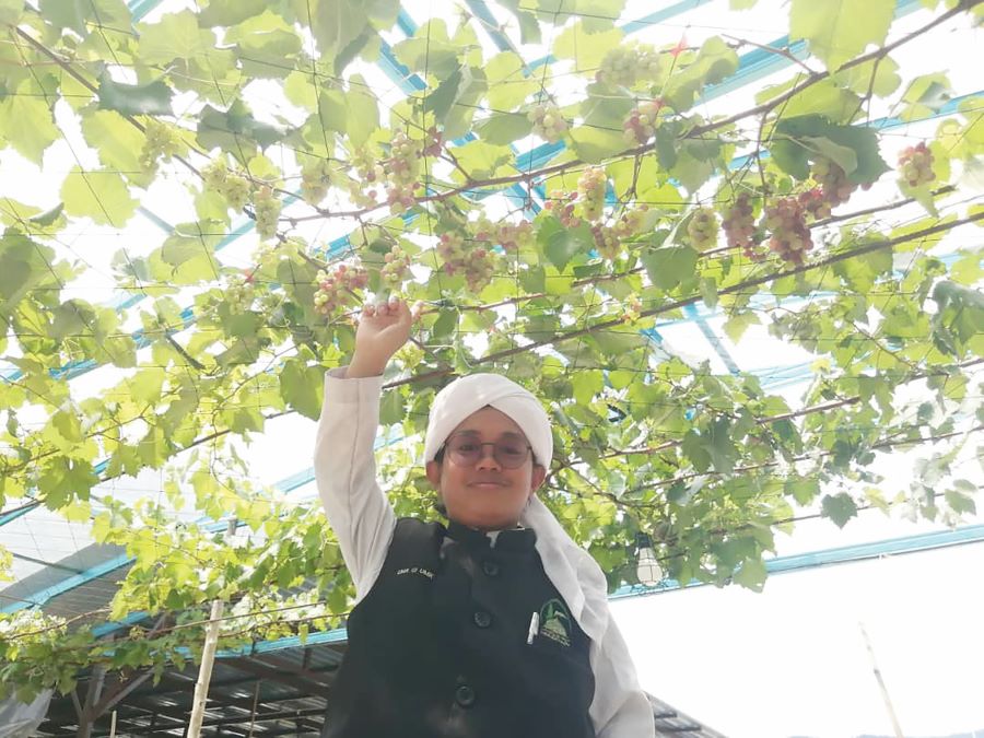 Madrasah tanam anggur, strawberi jana ekonomi
