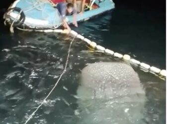 DUA nelayan melepaskan seekor ikan yu paus yang terperangkap dalam pukat jerut mereka di Pulau Kapas, Marang, Terengganu, baru-baru ini. - MEDIA SOSIAL