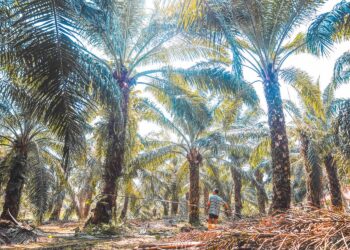 PEKEBUN kecil menyifatkan peruntukan dalam Belanjawan 2025 belum mencukupi membantu mereka meningkatkan pengeluaran hasil. - GAMBAR HIASAN