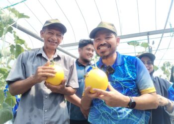 MOHD. Uzir Mahidin (kanan) memetik buah melon ketika melawat ladang Ayana Agrotech Tanaman Kekal Pengeluaran Makanan di Kampung Tok Dor, Besut, hari ini. - UTUSAN/WAN ZURATIKAH IFFAH WAN ZULKIFLI