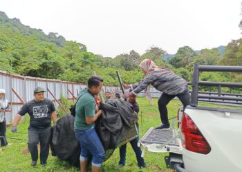 ANGGOTA Jabatan Perhilitan mengangkat harimau kumbang yang memasuki perangkap di Jalan Kampung Padang Besar, Chengkau Ulu, Rembau baru-baru ini-UTUSAN/NOR AINNA HAMZAH.