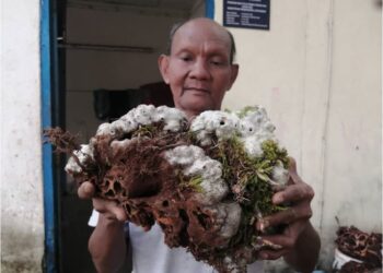 ALIAS Pelong menunjukkan tumbuhan `kepala beruk’ yang diperoleh dari hutan di Kampung Sungai Berua, Hulu Terengganu, semalam. – UTUSAN/NOOR HAYATI MAMAT