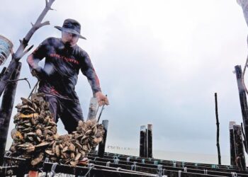 MAHADIR Haris ketika menuai hasil kupang yang diternaknya ketika dtemui di Kampung Balak, Pasir Panjang, Port Dickson, semalam. - UTUSAN/MOHD. SHAHJEHAN MAAMIN