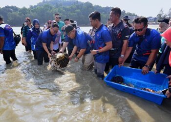 MOHD. Faizal Ramli (topi hitam) melepaskan sekor penyu karah berusia kira-kira 15 tahun diberi nama Puteri Tanjung pada Program Pemuliharaan Biodiversiti Marin Port Dickson hari ini.-UTUSAN/MOHD. SHAHJEHAN MAAMIN