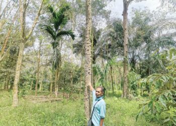 SEMAN Guan menunjukkan keadaan batang pokok getah yang berkulat ketika ditemui di Kampung Palawan di Pasir Salak semalam. – UTUSAN/AIN SAFRE BIDIN