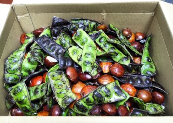 SEKOTAK buah petai dan jering mengandungi ulat perosak dirampas pegawai penguat kuasa Maqis dalam pemeriksaan rutin di laluan Jeti Penumpang Port Dickson pada 20 Ogos lalu.