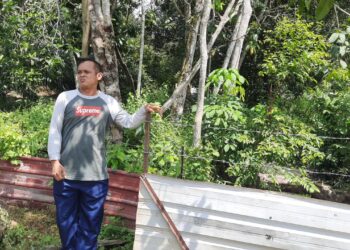 UZAIR Shafawi Hasbullah menunjukkan kedudukan bungkusan keropok bercampur racun yang diletakkan untuk memerangkap monyet di kebunnya di Kampung Padang Ubi, Labu Besar, Kulim. -UTUSAN/ AZAHAR HASHIM