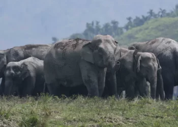 GAJAH.