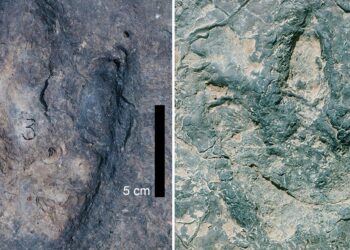 DUA kesan tapak kaki dinosaur dari Lembangan Koum di Cameroon boleh dilihat di tempat yang pernah menjadi lembangan 120 juta tahun dahulu.- AGENSI