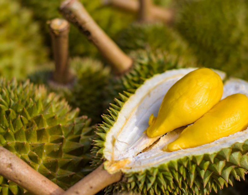 Tempoh pulangan modal untuk durian lebih panjang