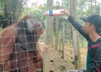 MUHAMMAD Firdaus Anuar memberi minum kepada Orang Utan yang dinamakan ‘BJ’ di Pulau Orang Utan, Tasik Bukit Merah, Bagan Serai, Perak, semalam. – UTUSAN/WAT KAMAL ABAS