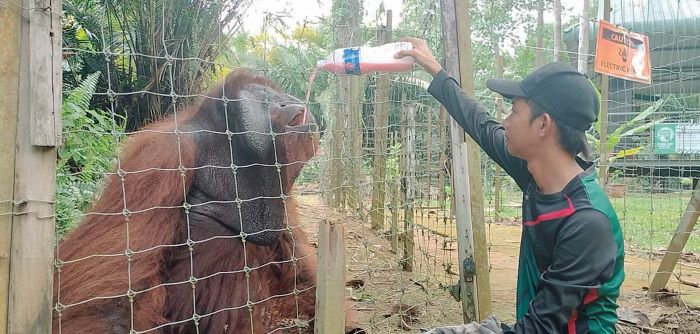 Selepas dua bulan, Pulau Orang Utan kembali beroperasi