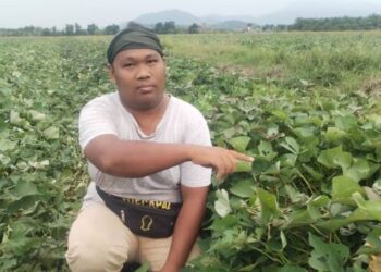 RAMLI Mohd. menunjukkan ubi keledek vitato yang ditanam di Kampung Bukit Tanah, Besut, semalam. – UTUSAN/WAN ZURATIKAH IFFAH WAN ZULKIFLI