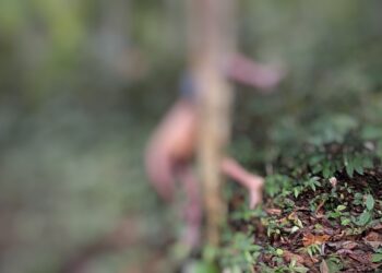KEADAAN mayat mangsa yang ditemukan dalam keadaan tersangkut pada pokok dokong di kebun keluarganya di Kampung Jerek Baru, Gua Musang, Kelantan hari ini.UTUSAN/ IHSAN POLIS