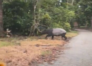 SEEKOR tapir betina yang berjaya dirakam sewaktu melintas jalan di Kampung Putu, Lipis, Pahang.