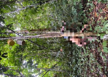 KEADAAN mayat mangsa yang ditemukan dalam keadaan tersangkut pada pokok dokong di kebun keluarganya di Kampung Jerek Baru, Gua Musang, Kelantan, hari ini. - UTUSAN/ IHSAN POLIS