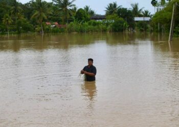 MEGAT Asmadi Megat Saidin menunjukkan sebahagian 232 hektar sawah yang tenggelam akibat dilanda banjir di Kampung Padang Luar, Lubuk Batu Jitra semalam. -UTUSAN/ SHAHIR NOORDIN