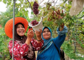 SITI Saloma Saad (kiri) memetik buah anggur di kebunnya Saloma Vineyard & Nursery di Batu 7 1/2 Lekir dekat Manjung di Lumut, Perak semalam. – UTUSAN/AIN SAFRE BIDIN