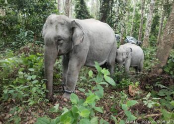 GAJAH betina dan anaknya antara 10 ekor gajah liar yang ditangkap dalam operasi di Tanjung Rimbun, Bandariang, Gerik baru-baru ini. - UTUSAN