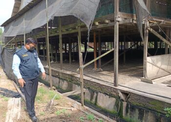 S. VEERAPAN ketika meninjau keadaan reban di sebuah ladang penternakan ayam di kawasan Bukit Pelandok, Port Dickson yang dikesan menyebabkan pencemaran sungai.-UTUSAN/NOR AINNA HAMZAH.