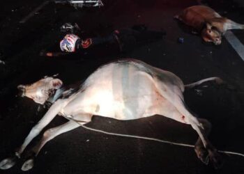 KEADAAN kemalangan yang menyebabkan seorang penunggang motosikal maut melanggar lembu di Bagan Datuk semalam. - UTUSAN