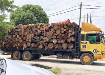 SEBUAH lori muatan balak melalui hadapan sekolah rendah di Rancangan Pengumpulan Semula (RPS) Kuala Betis, Gua Musang, Kelantan.