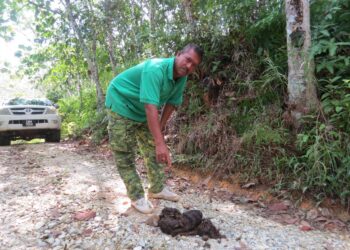 MUHAMAD Rofi Ismail menunjukkan najis gajah di laluan ke kebun penduduk di Kampung Serian, Gua Musang, Kelantan.– UTUSAN/AIMUNI TUAN LAH