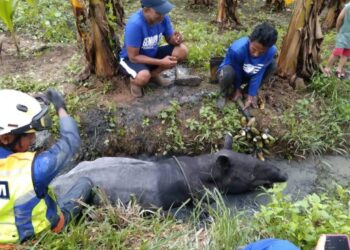 ANGGOTA APM dengan bantuan penduduk kampung mengeluarkan seekor tapir yang terperangkap dalam sebuah parit di Kampung Parit Mastar, Benut, Pontian.