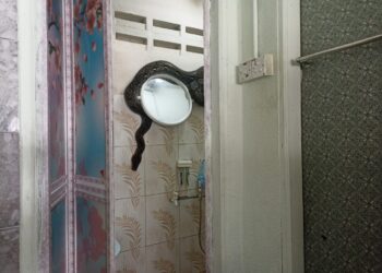 SEEKOR ular sawa seberat kira-kira 15 kilogram yang terjatuh dari siling sebuah rumah di Rumah Rakyat Padang Lebar, Batu Kikir, Kuala Pilah, semalam.-GAMBAR/IHSAN APM