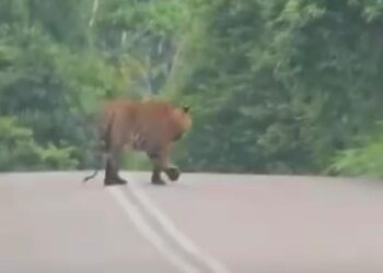 TANGKAP layar kelibat seekor harimau belang yang sedang melintasi jalan Jelawang-Gua Musang, Kuala Krai, Kelantan.